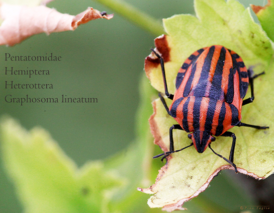 Classificazione